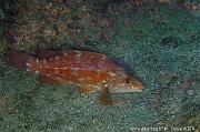 Labrus bergylta Vieille-Acores Miguel Ile Villa O-6m-20170825-Denis-ADER-DSC_0348_tn